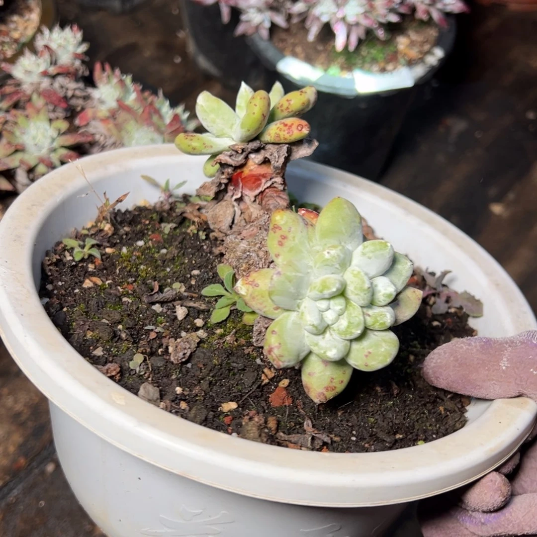 2288瑕疵三头拇指哈哈哈哈哈哈