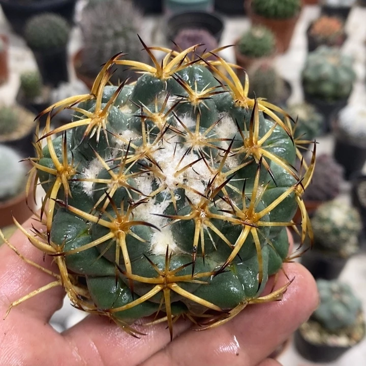 实生天丝象牙特价2