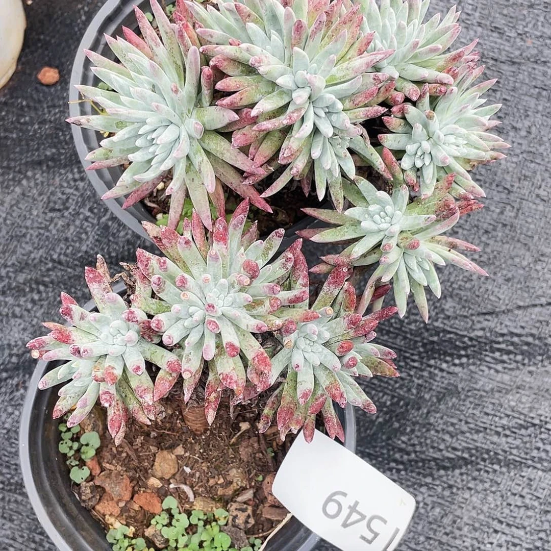 仙女杯老桩多头1549