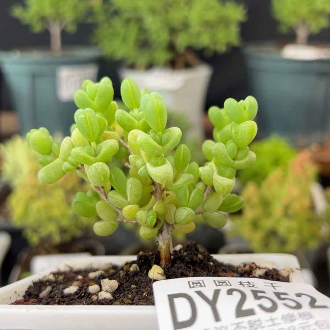 【闪购商品】摆*dy2552老桩元宝冠幅5.5cm