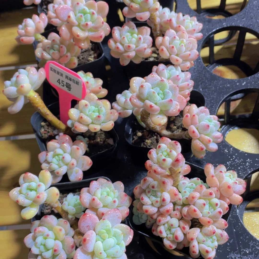 45号 老桩樱花罗琦劳尔精品一颗