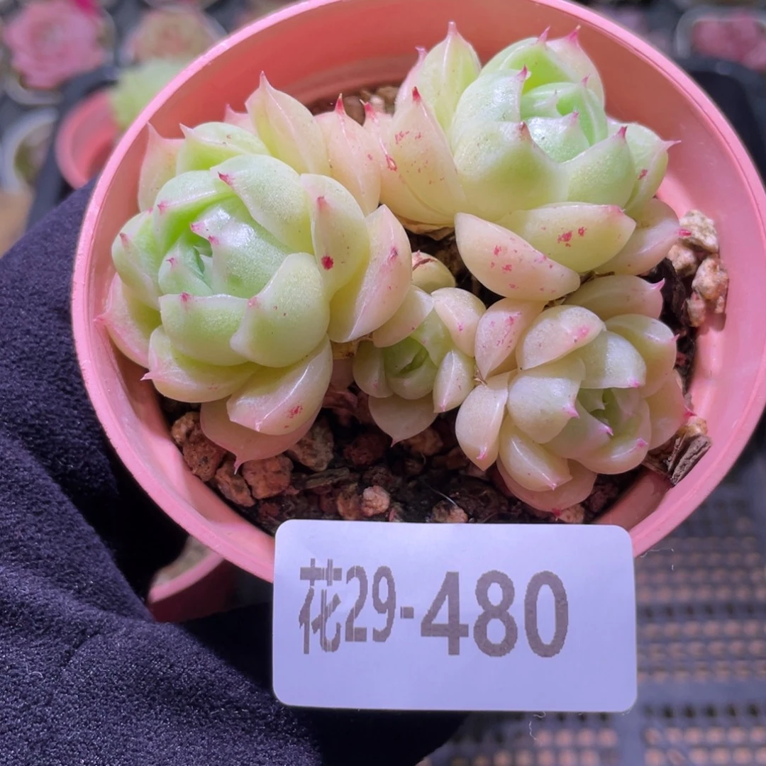 花利美29-480麦秆