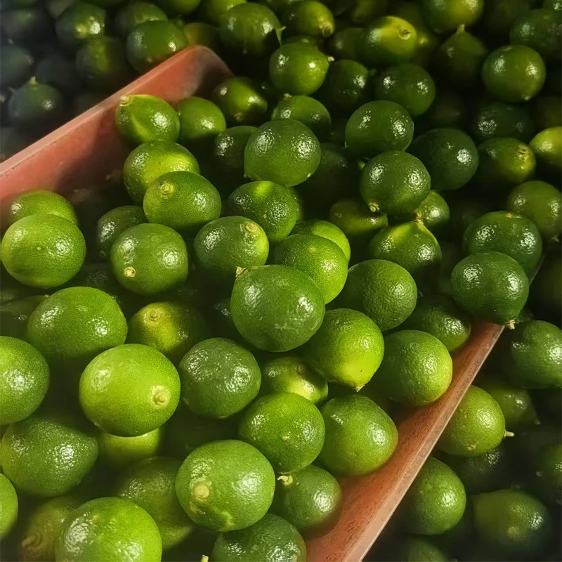 海南青金桔酸爽多汁皮薄酱料新鲜现摘小青橘青柑小青柠包邮