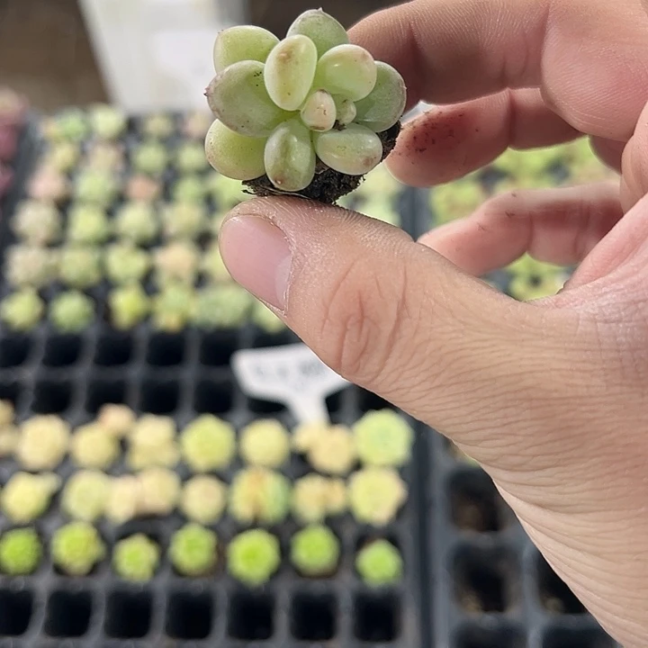 冰菩提 满10颗包邮