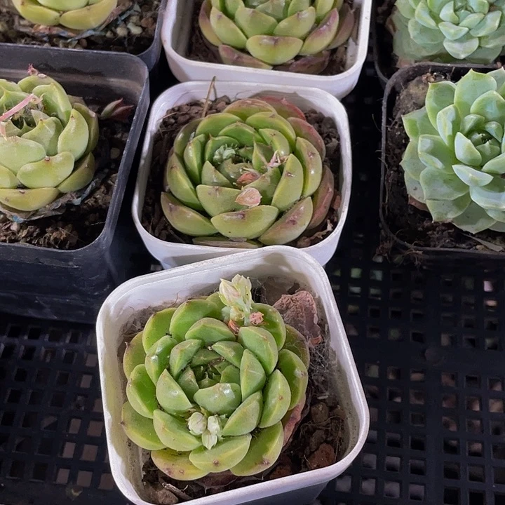 紫水晶珍妮7方处理