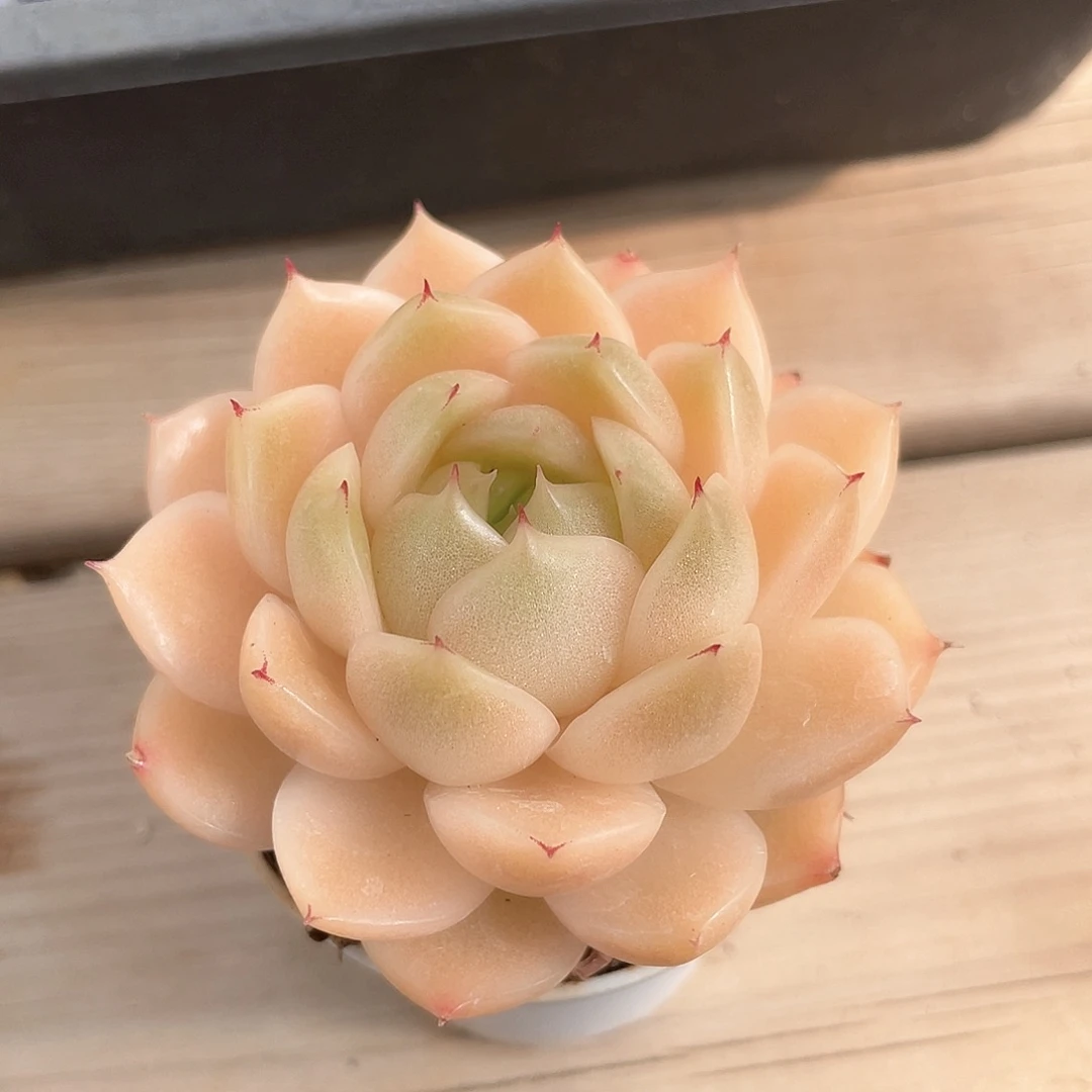 优选麦秆福利9416