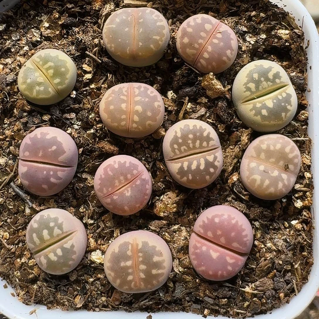 生石花11111。1公分2。    101