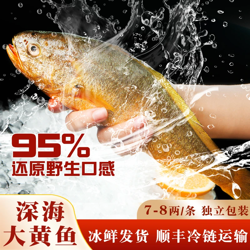 东海新鲜野化大黄鱼5条装无冰鲜活黄鱼速冻锁鲜大黄鱼独立包装炸鱼