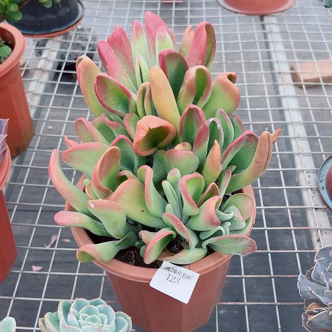Z****423火狐狸多肉植物多肉