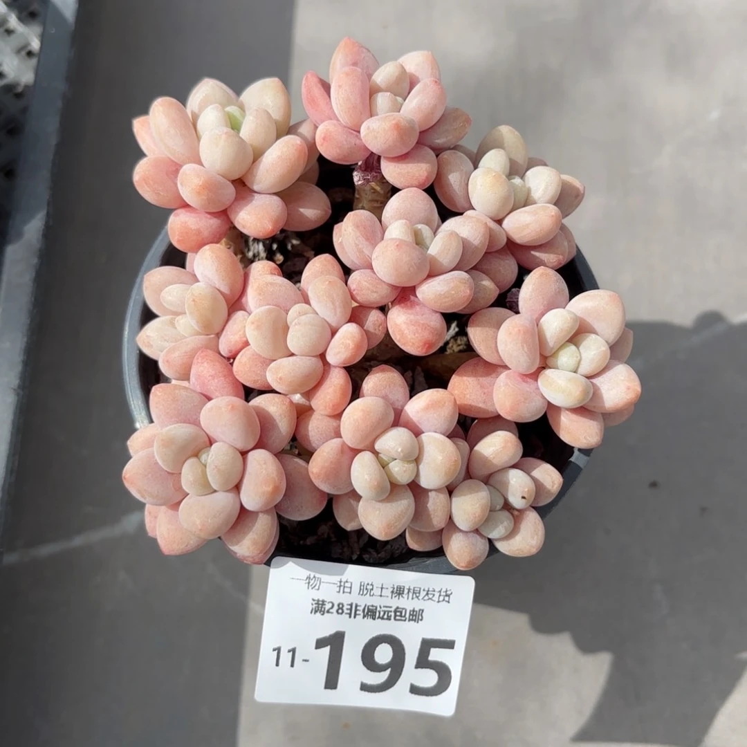 韩系鱼子酱老桩多肉