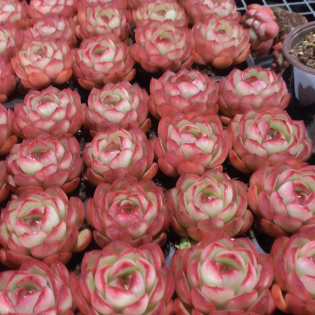 三颗花田错3456788999999