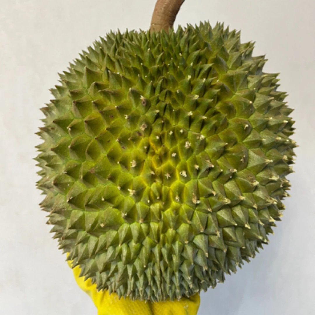 泰国长柄猫山王鲜榴莲整果2kg-4kg一物一拍，比金枕核大一些猫山王泰国