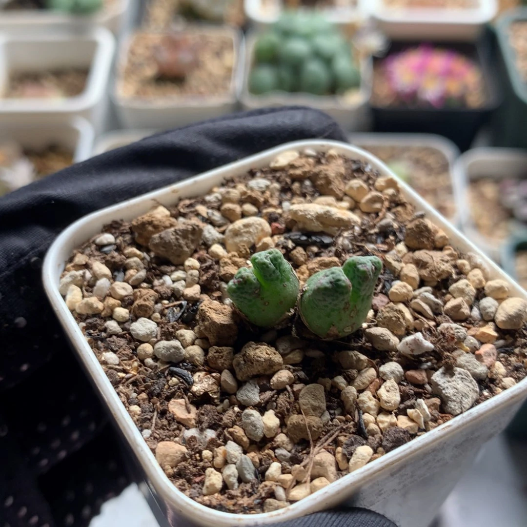 a859鹿角斑马母本