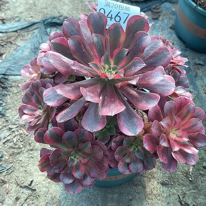 0467美杜莎多肉植物