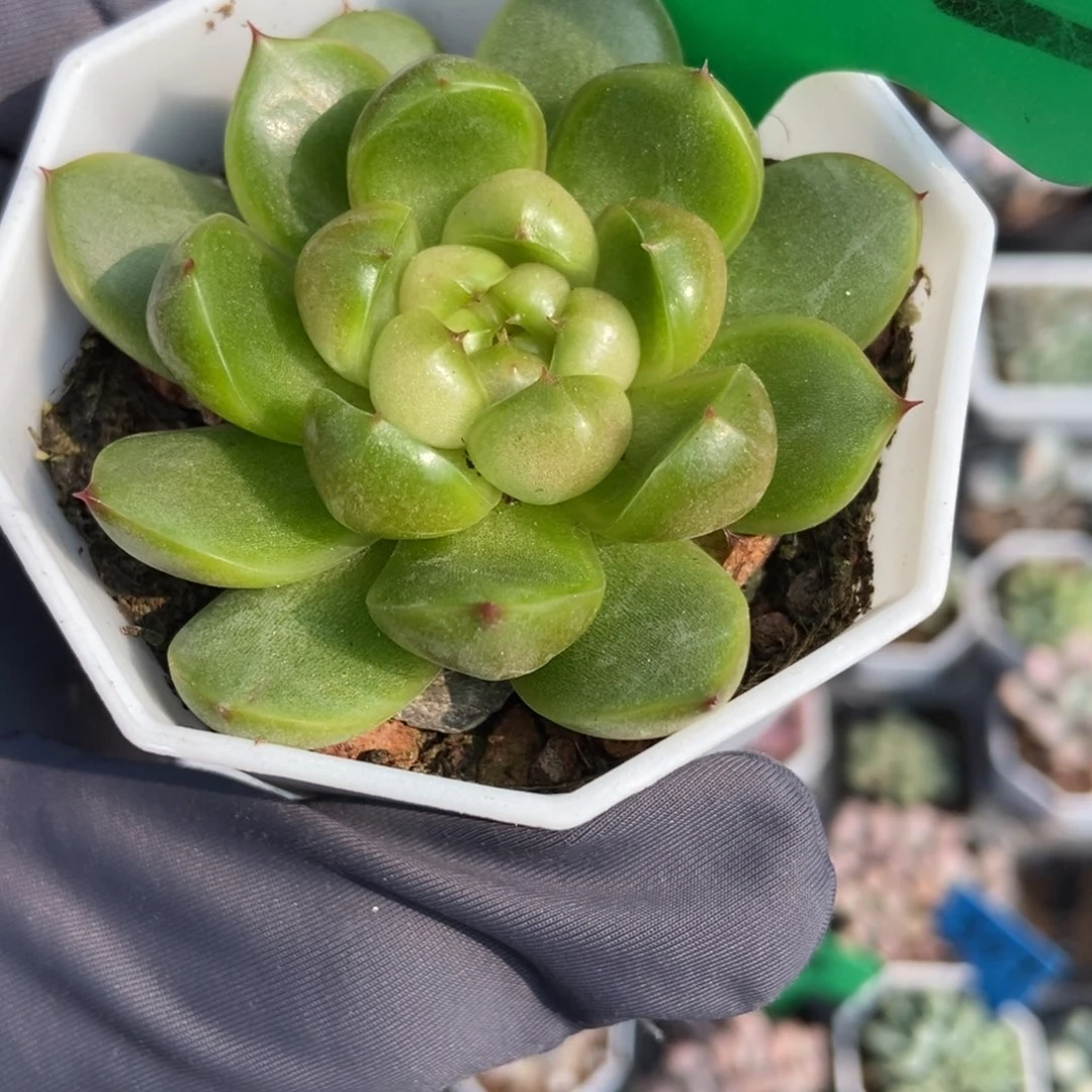 3162莱拉珍妮多肉植物