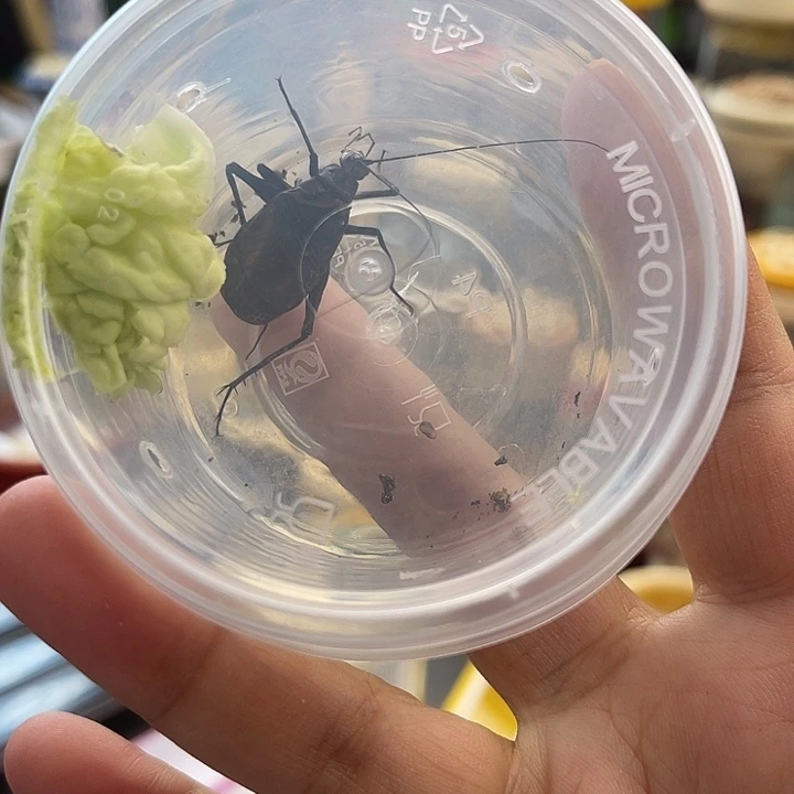 麒麟一个啊啊啊啊啊