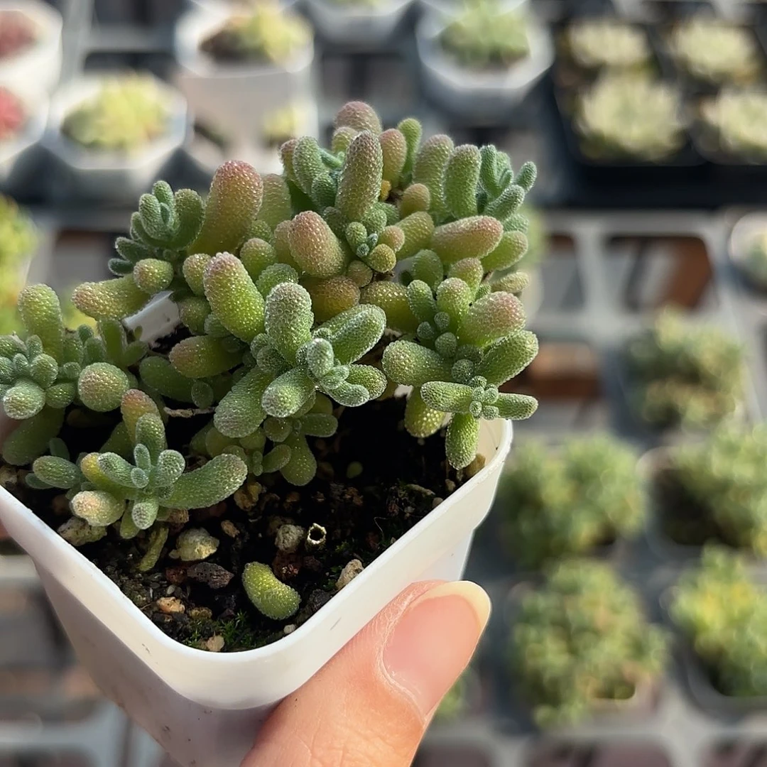 精品冰晶杂多肉植物