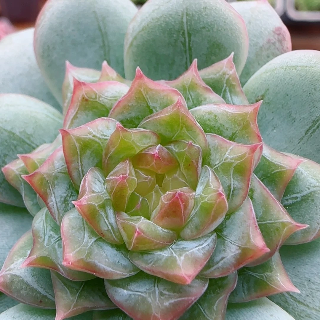 花语逸镜0923-30糖心珍妮