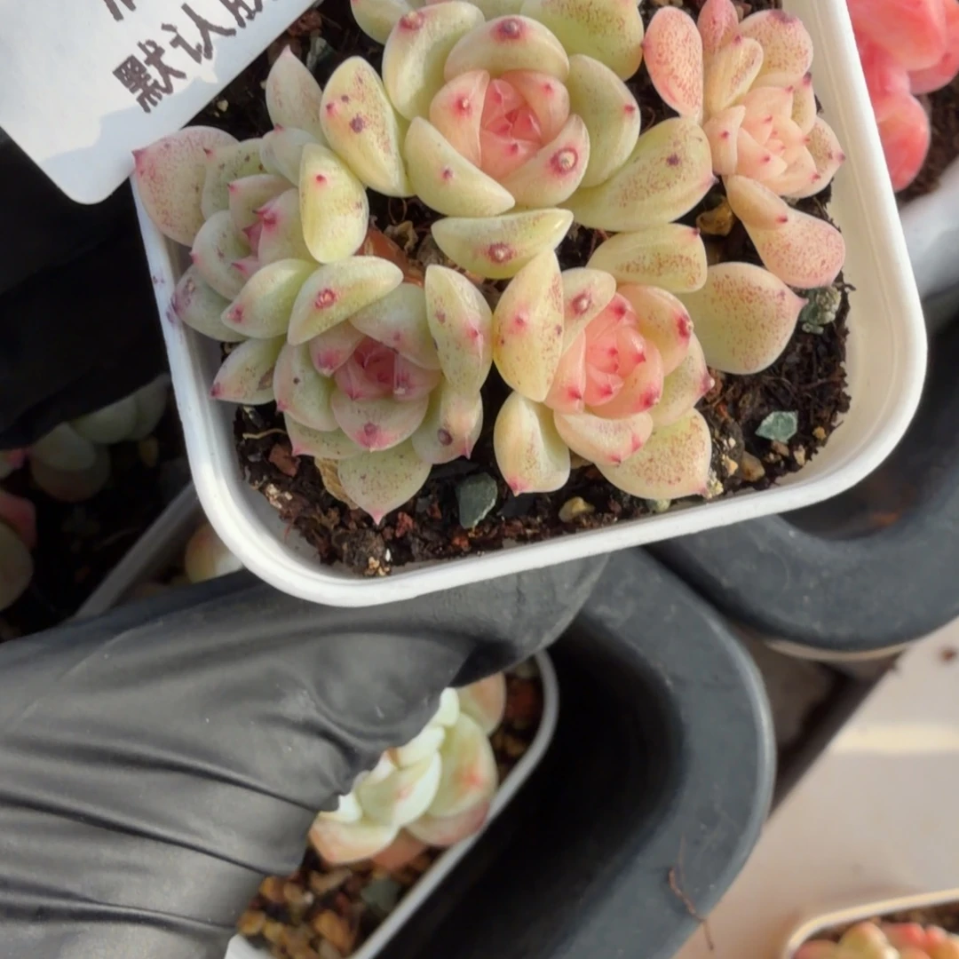 东篱下多肉植物哈哈哈12