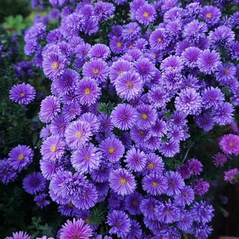 大盆紫菀盆栽花期长庭院地栽阳台花卉