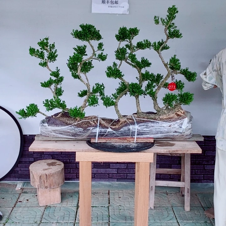 无花朵一本丛林黄杨