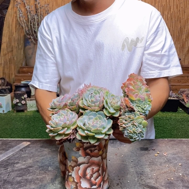 来***张774号海棠花多肉植物