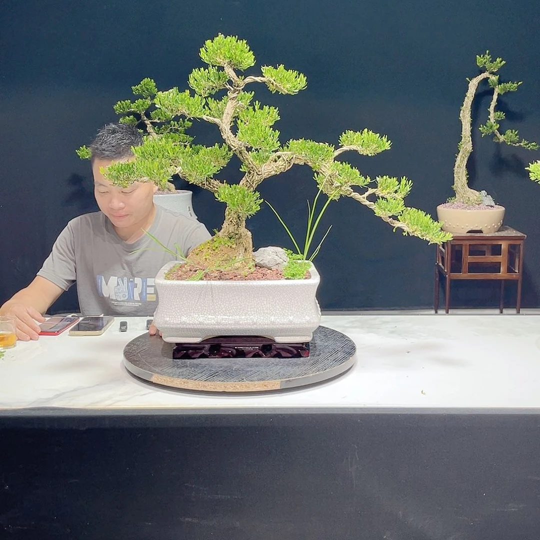 当前无花栽培后可以开花