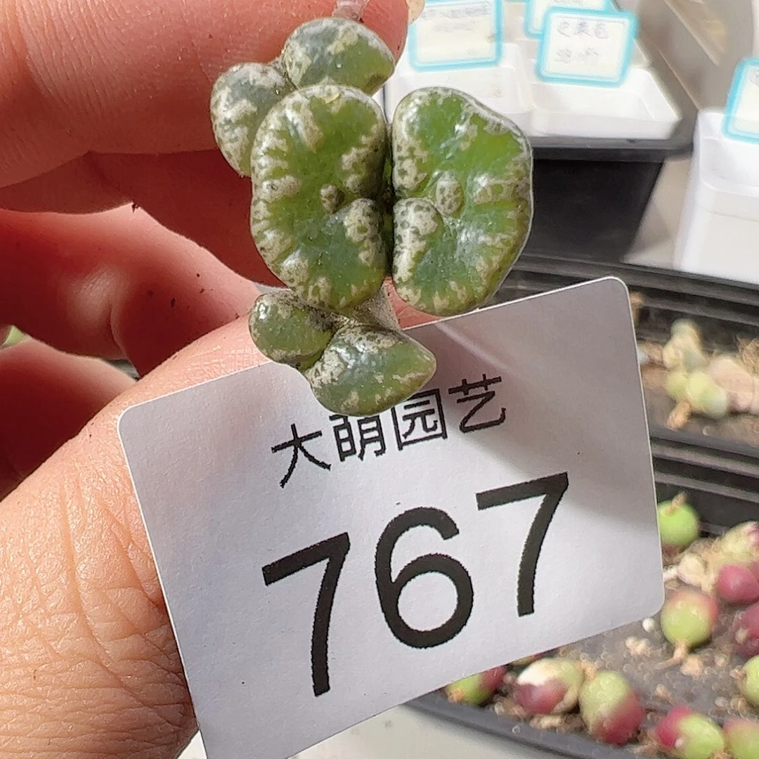 0000767 一物一拍……