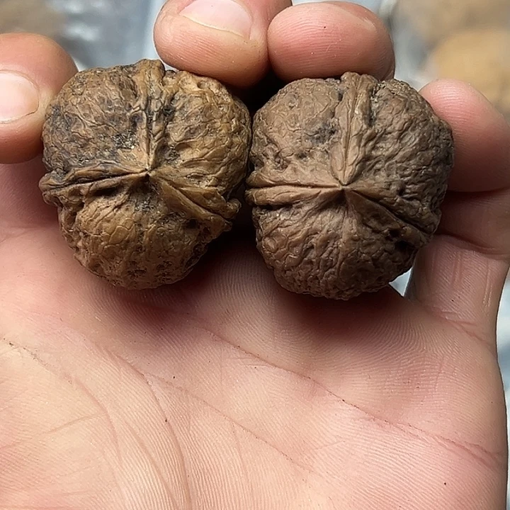 核桃57号鱼籽纹三楞36尺