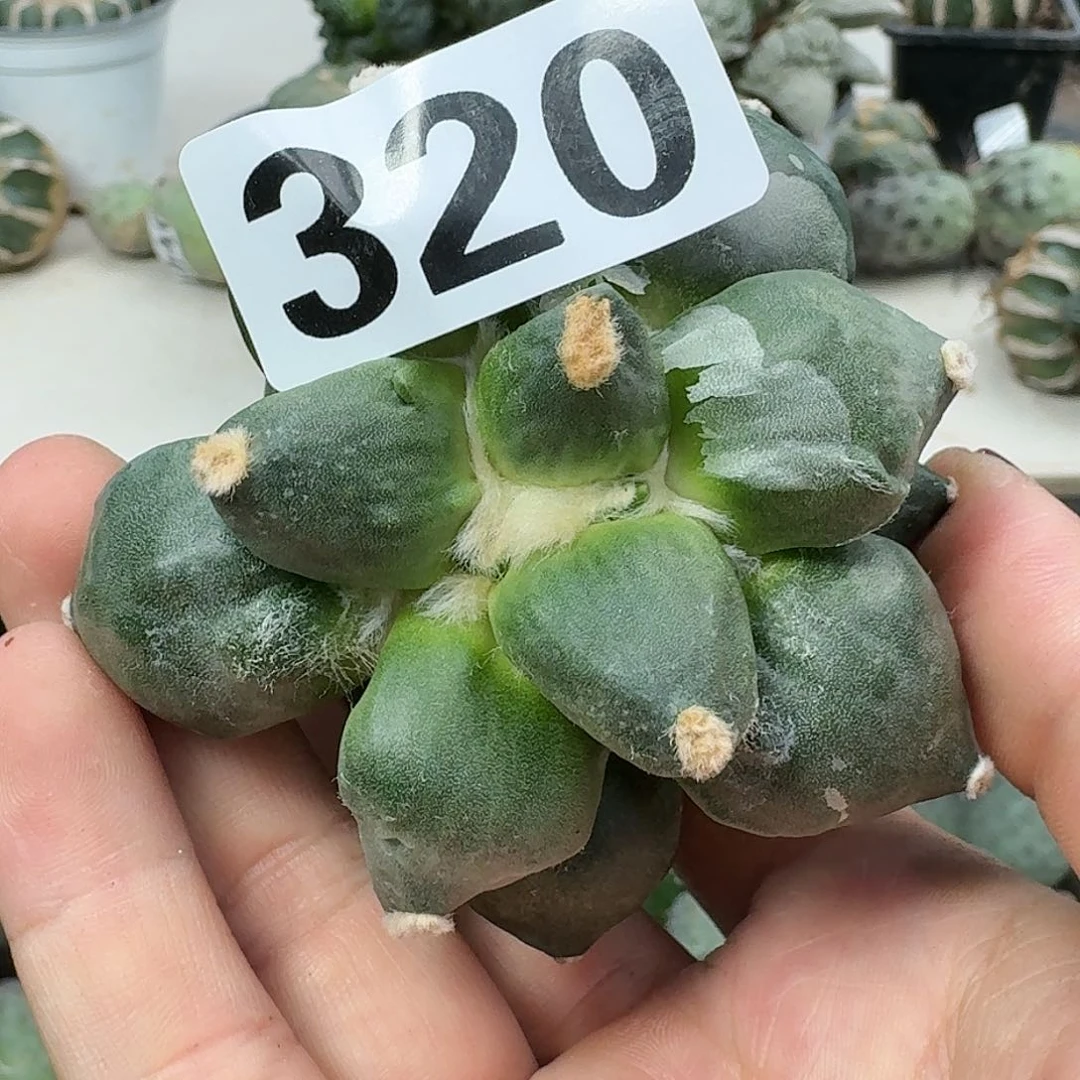 【闪购商品】无花朵三*迷牡丹320