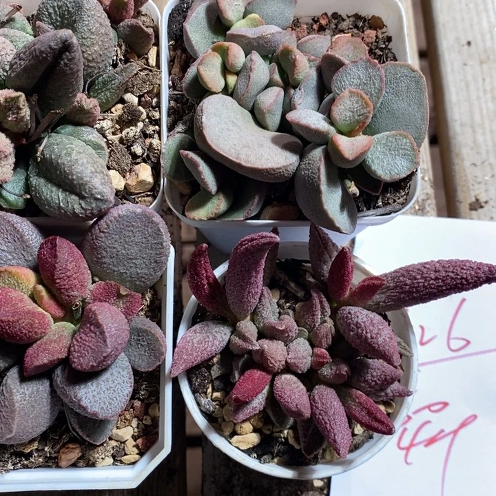 2126大颗水泡四颗