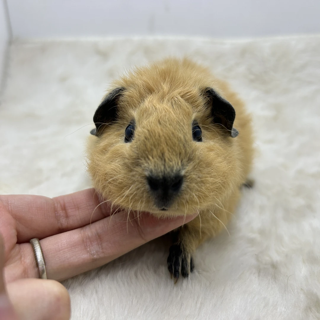 宠物豚鼠奶黄泰加弟弟