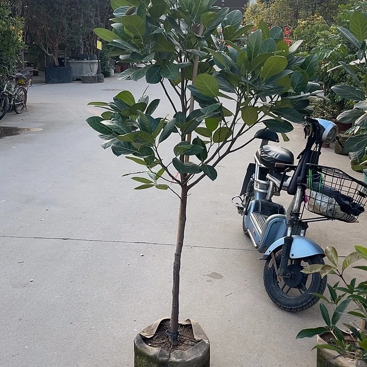 天***我完全开放果树＇888888