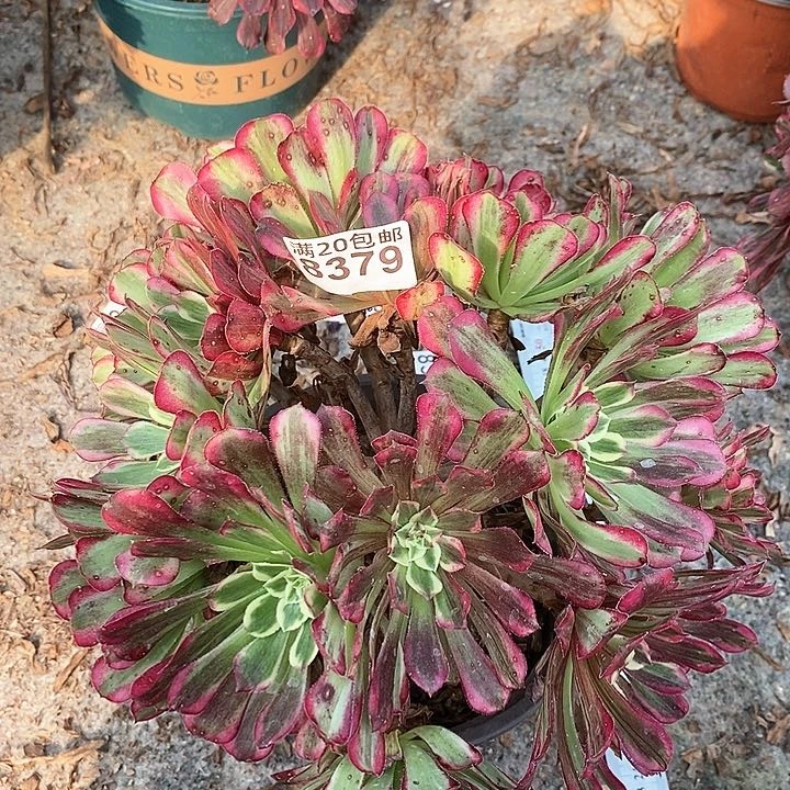8397 一颗同花顺法师