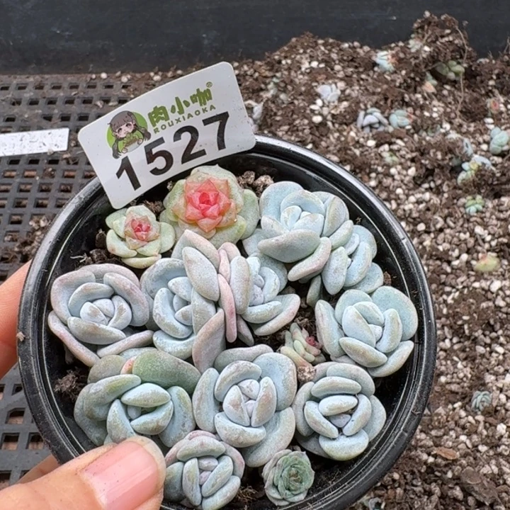 多肉植物多肉植物