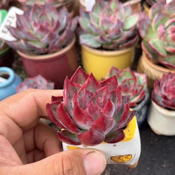 惊鸿一瞥多肉植物无根