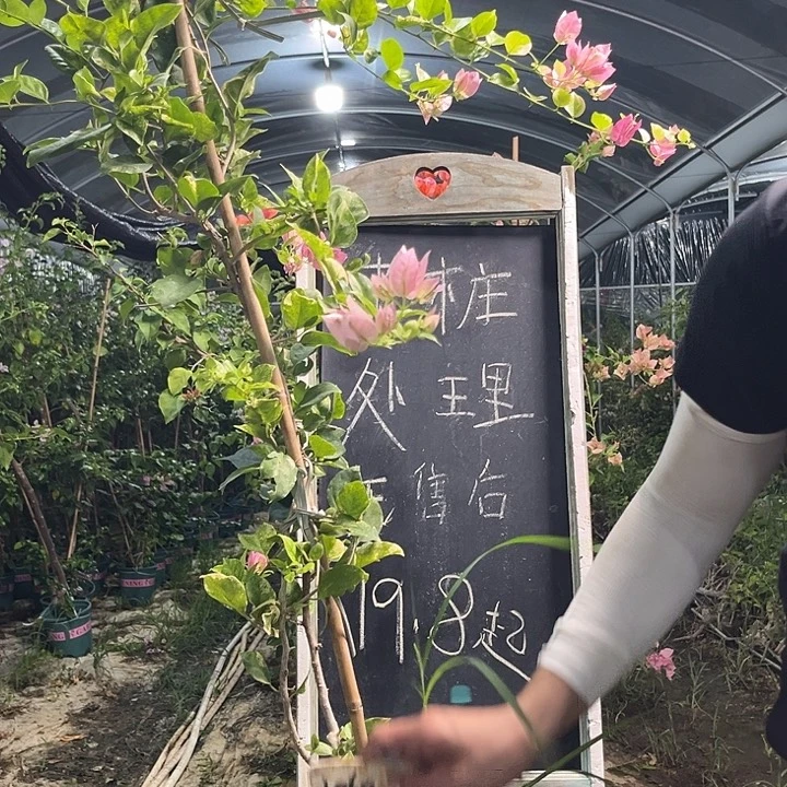 无花朵三角梅三角梅1060
