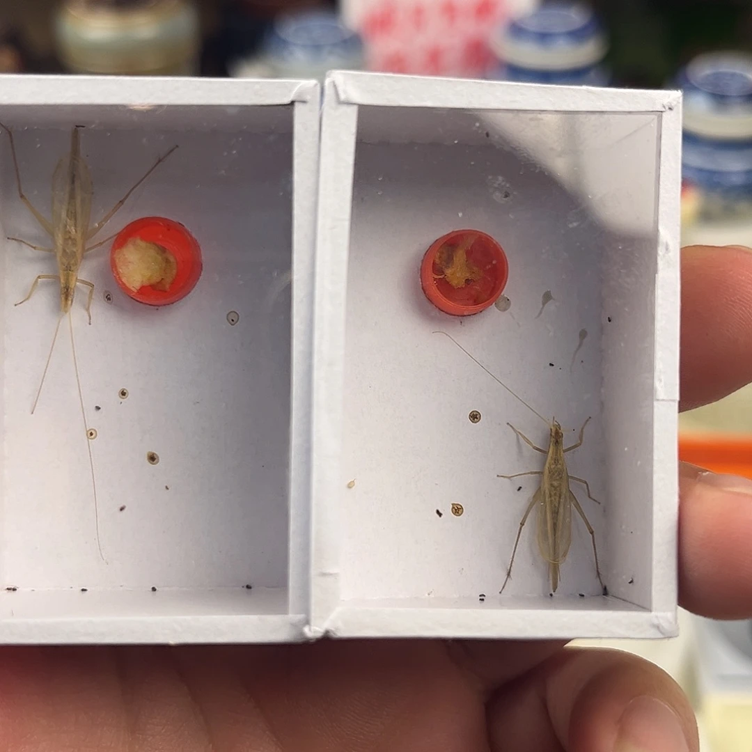 两条断须柬埔寨竹蛉