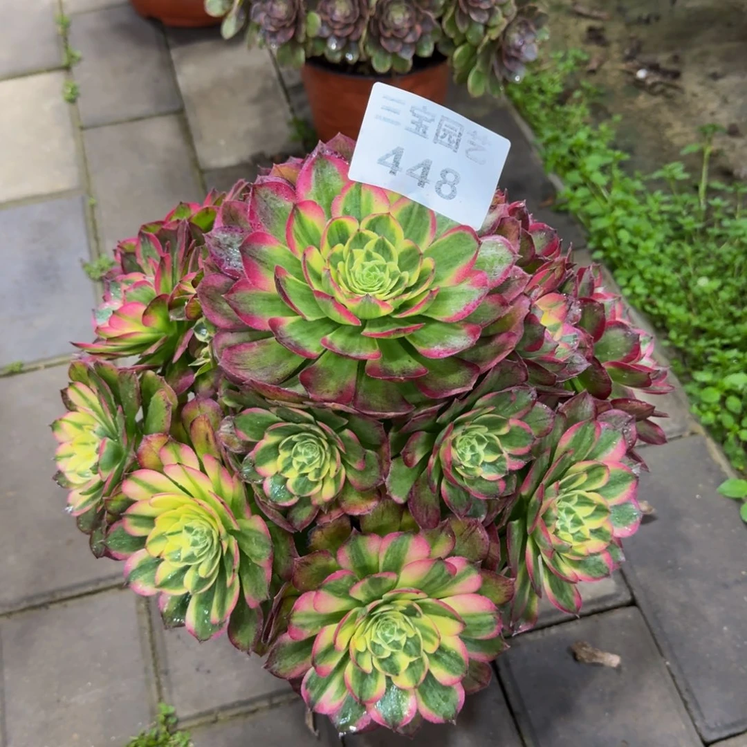 海*哥多肉植物448海仙