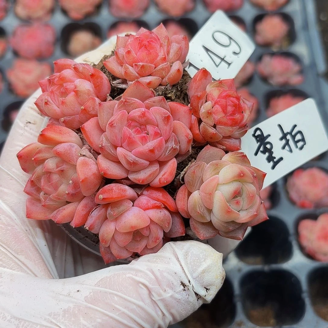 多肉植物多肉植物149量拍