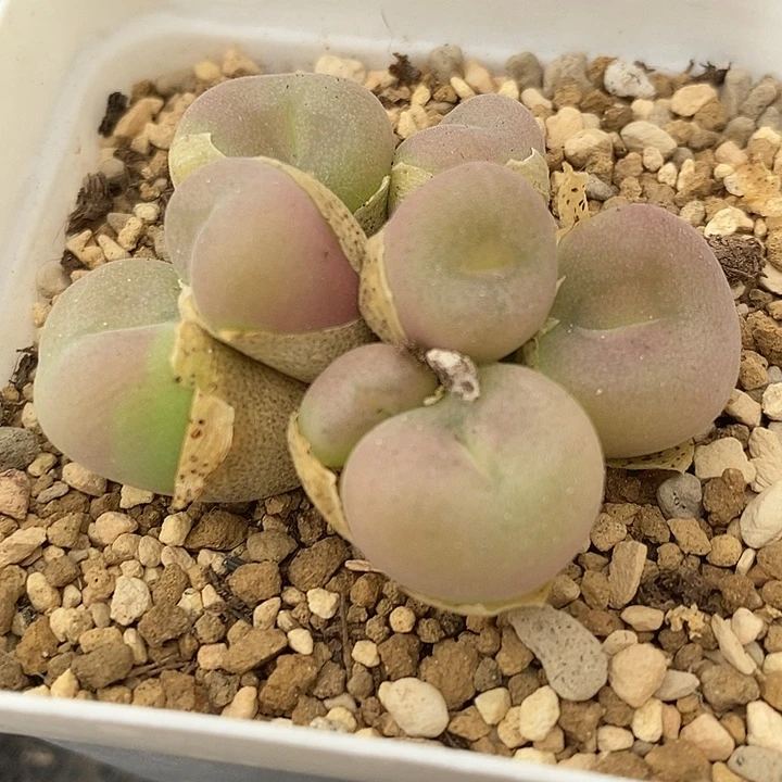 1715母本粉孔卡佛一群。