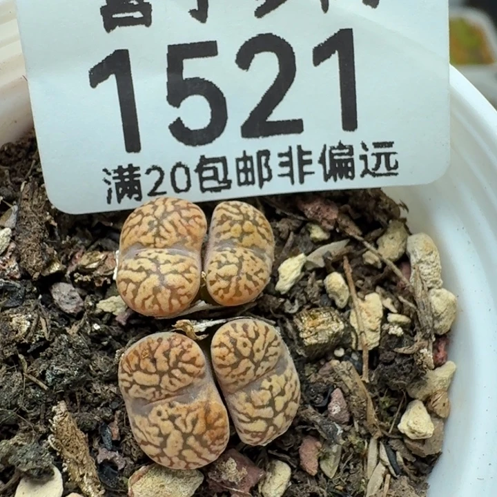 鸟哈尼带盆土。