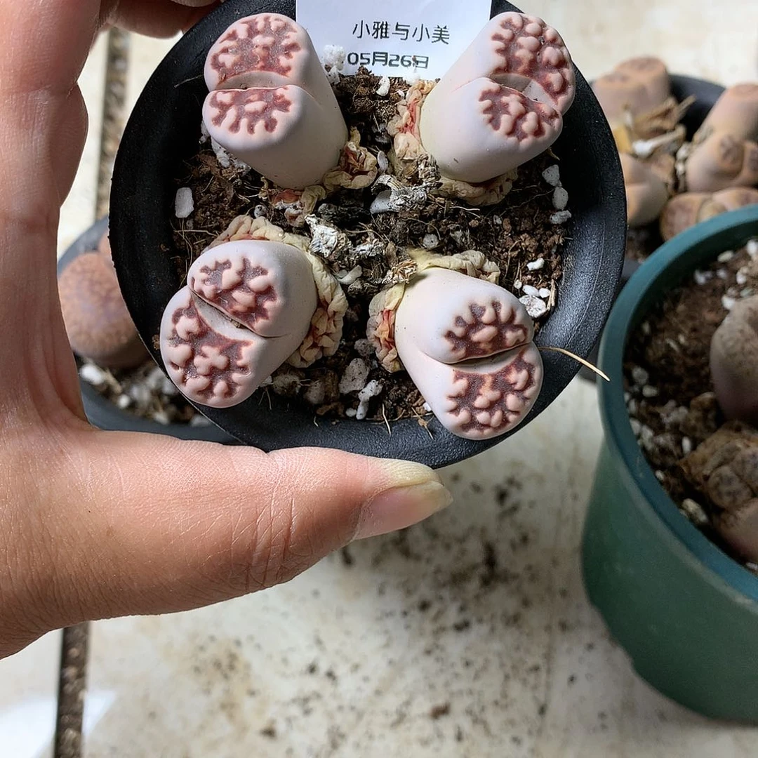 芝*糊B617多肉植物保护