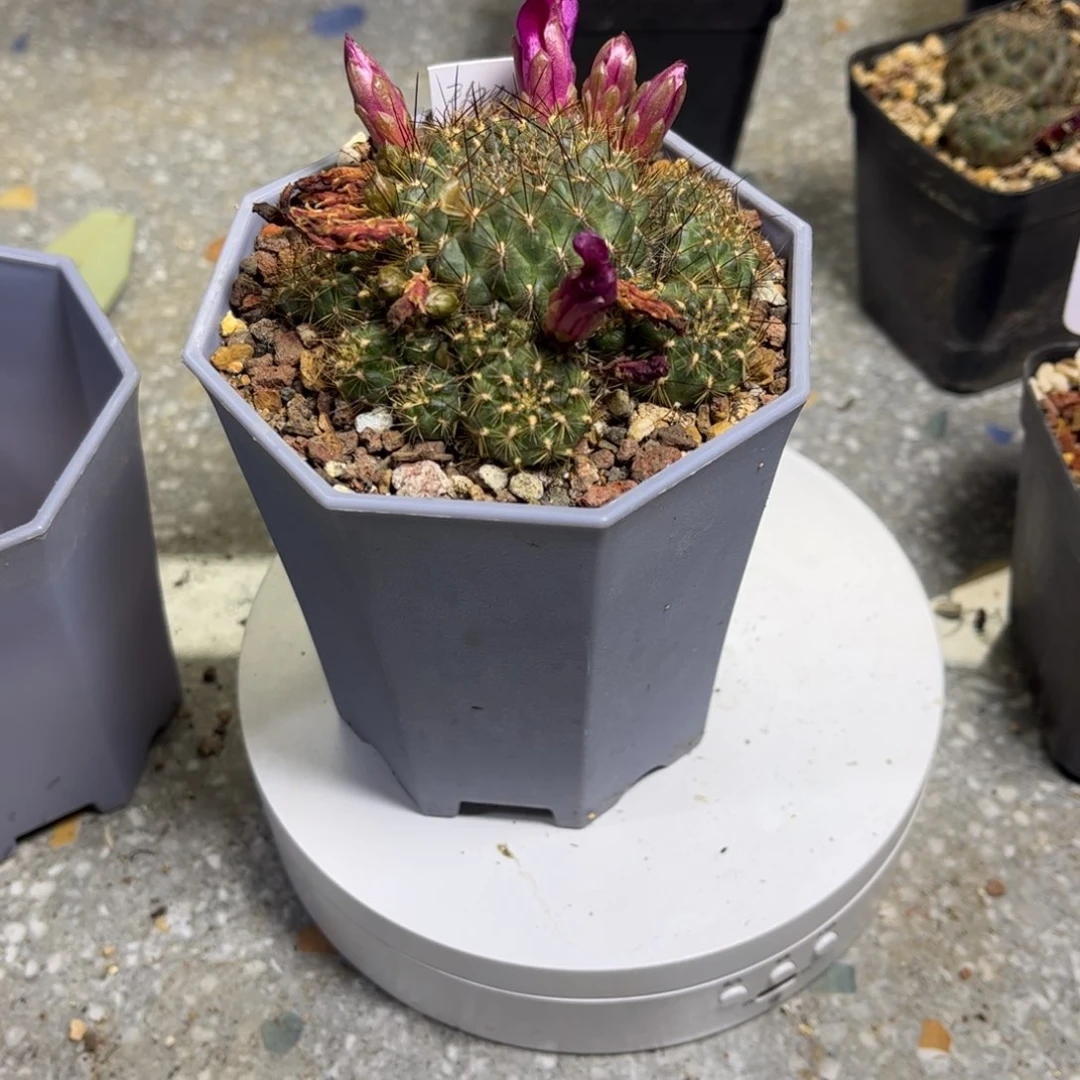 完全开放侧芽扦插繁殖