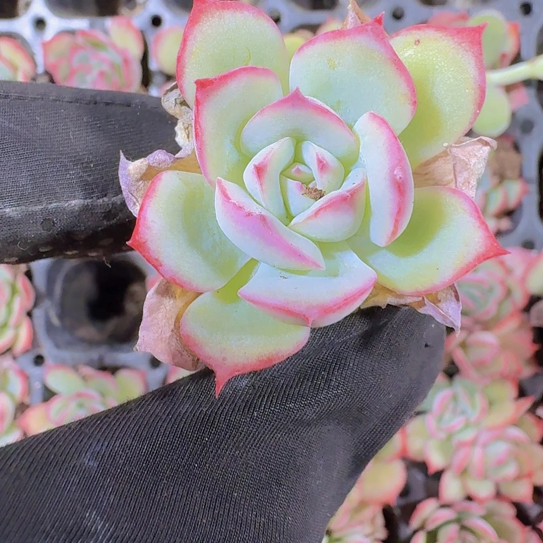 精品侧影多肉植物