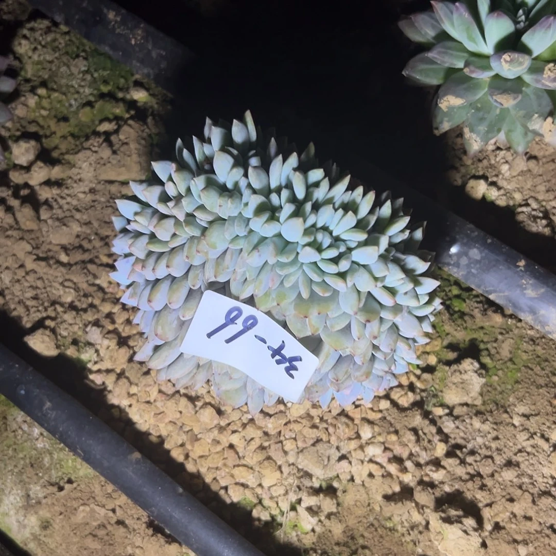 L**A34-66橙子缀化多肉寄养地载