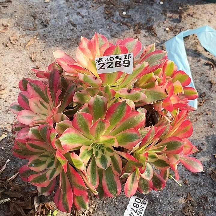 2289 一颗男神法师