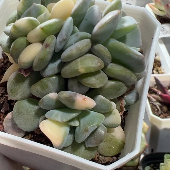 雪精灵花脸锦缀多肉植物1313