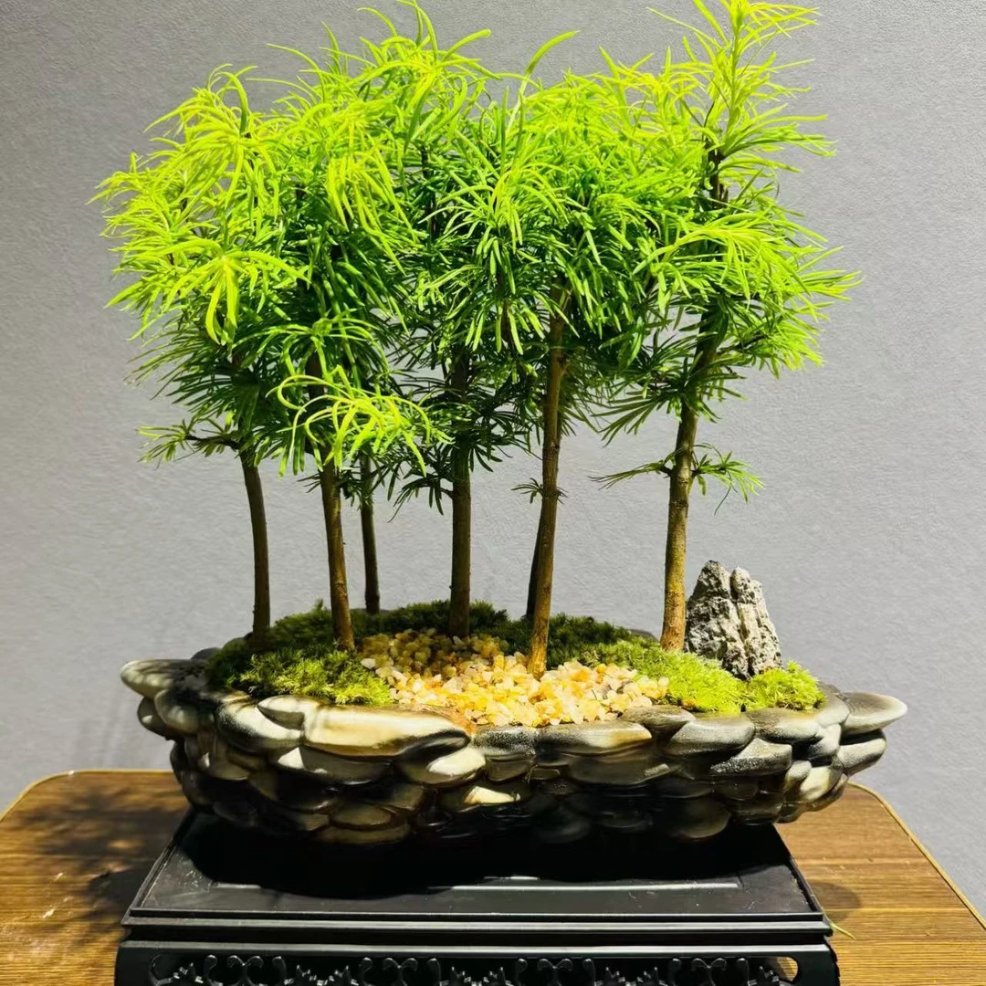 鹅卵石浅盆丛林造型金钱松