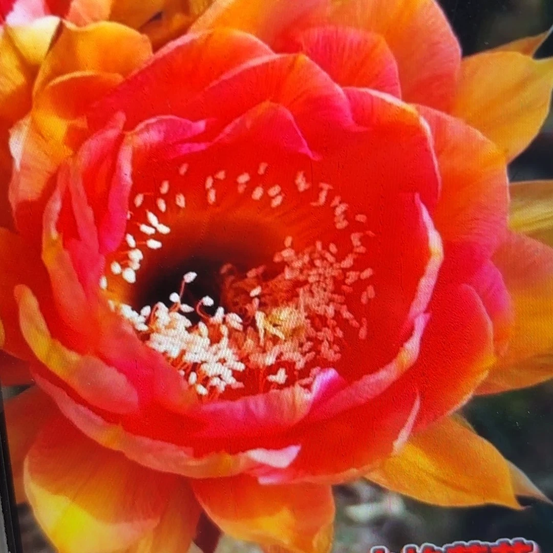 火焰莲花彩侧牙20包邮仙人球45